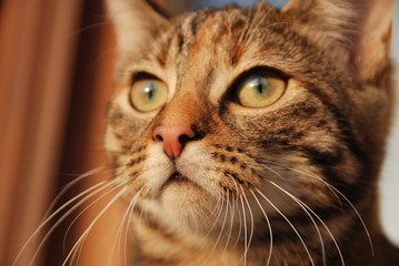 Fototapeta premium Katzen Focus