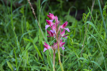 Anacamptis Morio growing on a meadow