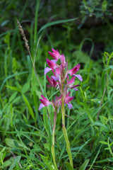 Anacamptis Morio growing on a meadow