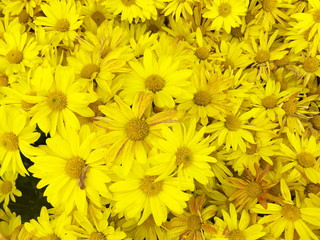 Fototapeta premium Beautiful blooming yellow chrysanthemum flowers background. top view