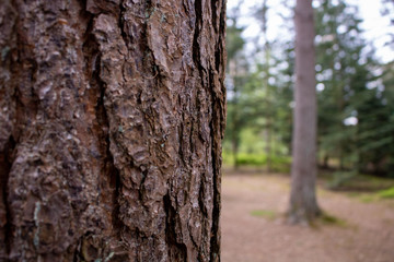 Scottish Pine Bark