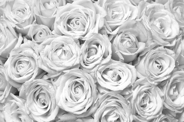 Black and white background with beautiful white roses