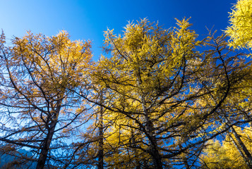 Fototapeta premium Beautiful of Yellow pine forest in autumn with blue sky in the background at Yading Nature Reserve, Sichuan, China