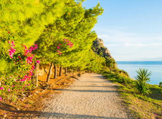 Fototapeta na wymiar Hiking path by the sea with green conifer trees and pink flowers in Greece