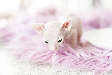 Fototapeta na wymiar white one month old Don Sphinx cat on lilac fur background