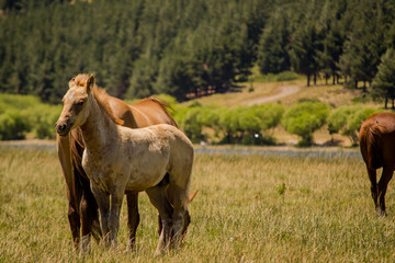 Caballos del valle