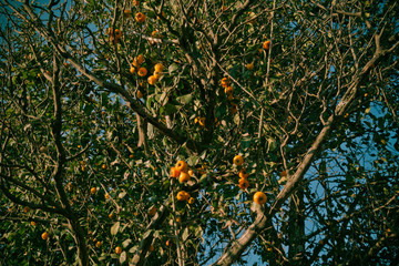 Tecojote winter fruit called (Crataegus mexicana), fruit on the tree