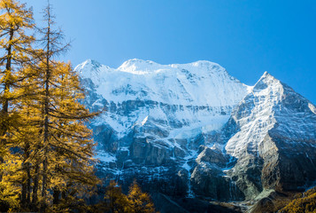 Beautiful of Yellow pine forest in autumn with snow-capped mountain and blue sky in the background at Yading Nature Reserve, Sichuan, China