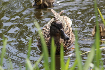 one female duck in water