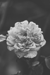 Hybrid Tea Rose Flower