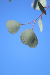 ハート型の葉を持つユーカリ　ポポラス