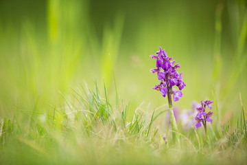 Orchis morio. Free nature. Beautiful picture. Orchid of the Czech Republic. Beautiful photo. Wild nature of the Czech Republic. Plant. Orchids of Europe.