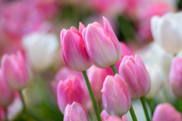 Fototapeta premium Colorful of tulips flowers against sunlight as floral background