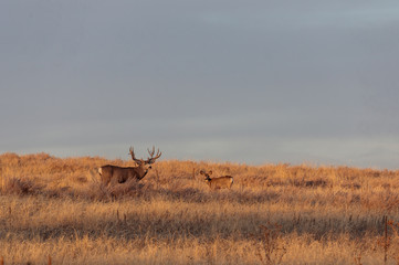 Mule Deer Buck and Doe in the Fall Rut