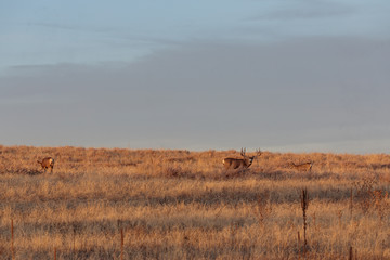 Fototapeta na wymiar Mule Deer Buck and Doe in the Fall Rut