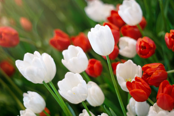 Red and White tulips flowers against sunlight as floral background