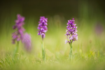 Orchis morio. Free nature. Beautiful picture. Orchid of the Czech Republic. Beautiful photo. Wild nature of the Czech Republic. Plant. Orchids of Europe.