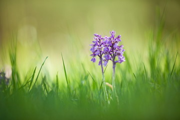 Orchis morio. Free nature. Beautiful picture. Orchid of the Czech Republic. Beautiful photo. Wild nature of the Czech Republic. Plant. Orchids of Europe.