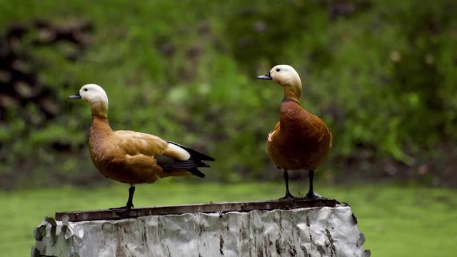 Two ruddy shelduck sitting on the house. Tadorna ferruginea.