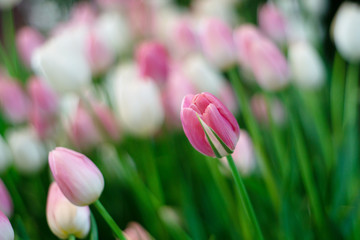 Colorful of tulips flowers against sunlight as floral background