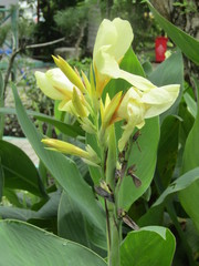 Obraz premium Beautiful white red orange Canna lily flower or kana varigata variegata or bunga tasbih with green leaves clear sky background at garden. Use as tropical flowers landscape wallpaper background pattern