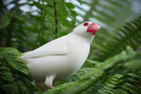 Close-up of albino (white) java sparrow bird perched on the fern branch in the greenhouse 
