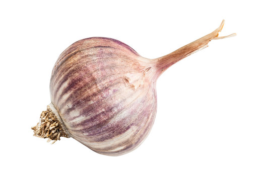 ripe bulb of chinese Solo garlic isolated