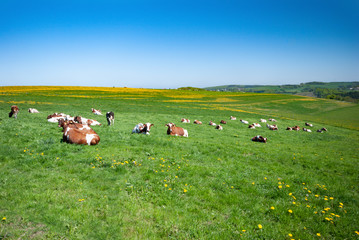 Obraz premium Cows grazing on a green summer meadow under blue clear sky in NRW, Germany
