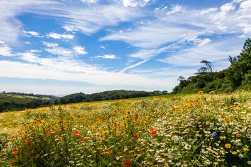 Zelfklevend Fotobehang field of  wild flowers and blue sky © Chris Sharp