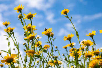 Yellow meadow flowers against a blue sky