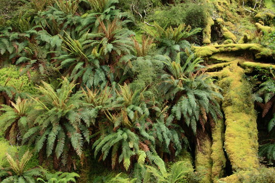 Primeval rainforest in New Zealand with thick lush evergreen vegetation and tree fern in the Southern Alps