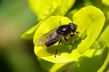 Syrphid Fly (Cheilosia latifrons)