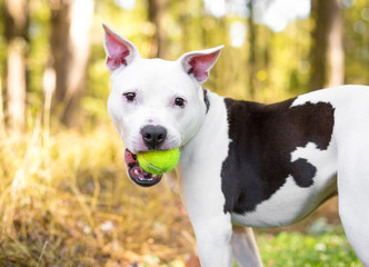 A white Pit Bull Terrier mixed breed dog with brown spots holding a ball in its mouth