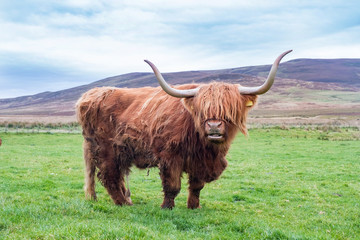 Hairy Highland cattle on green grassy field in Scotland