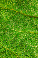 Veins of a leaf in close up