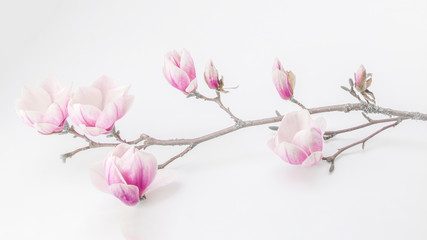 Naklejka na ściany i meble Beautiful blooming magnolia branch isolated on white background panorama banner