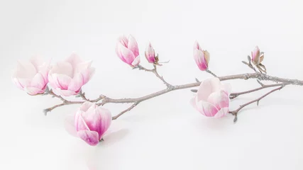 Poster Im Rahmen Schöner blühender Magnolienzweig isoliert auf weißem Hintergrund-Panorama-Banner © Corri Seizinger