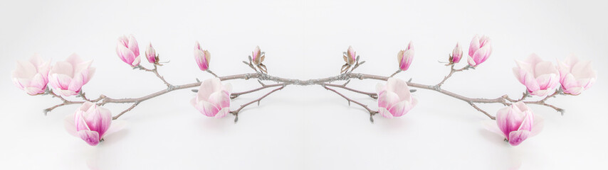Beautiful blooming magnolia branch isolated on white background panorama banner long