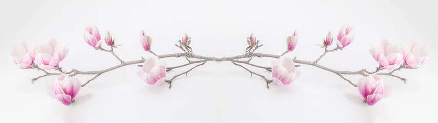Gordijnen Mooie bloeiende magnoliatak geïsoleerd op een witte achtergrond panorama banner long © Corri Seizinger