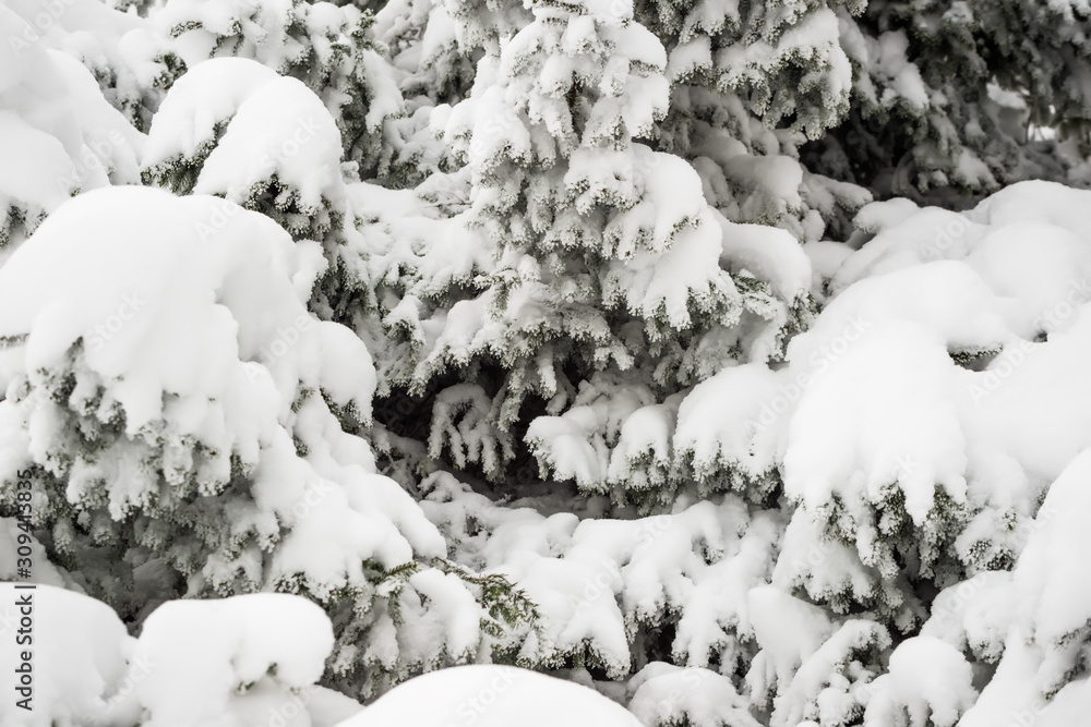 Wall mural close-up thick fluffy snowy fir trees