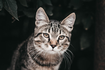 Cat in the summer garden looking at the lens