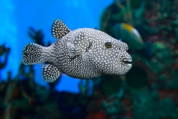Stripped puffer (Arothron meleagris)