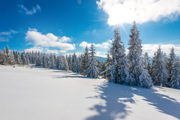 Tall slender snowy fir trees grow on a hill