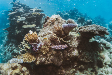 Fototapeta na wymiar AUSTRALIA, Great Barrier Reef: underwater shot of corals and reef