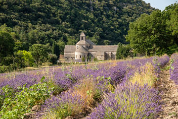 France, Abbey of Senanque Valensole