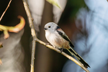 Long-tailed tit aegithalos caudatus sitting on branch of tree. Cute little fluffy bird in wildlife.