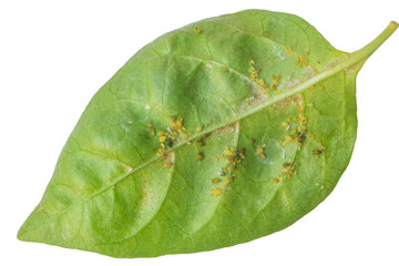 Aphids on chili leaves on a white background.