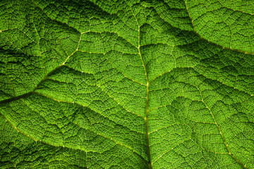 texture and network of a green leaf