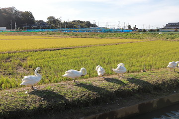 Fototapeta na wymiar The rice field in the autumn, Chiba, Japan