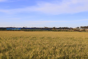 The rice field in the autumn, Chiba, Japan